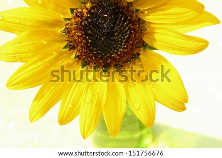 A happy yellow daisy in a green vase