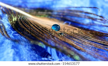 A soft peacock feather with a clear blue water droplet on top of vibrant blue feathers