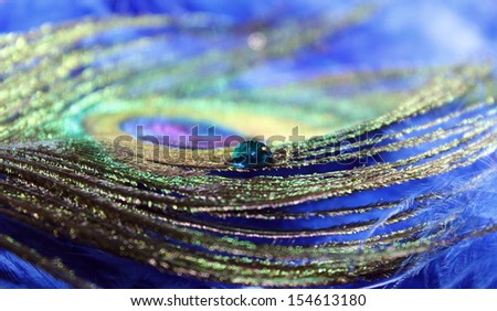 A colorful peacock feather on top of soft blue feathers