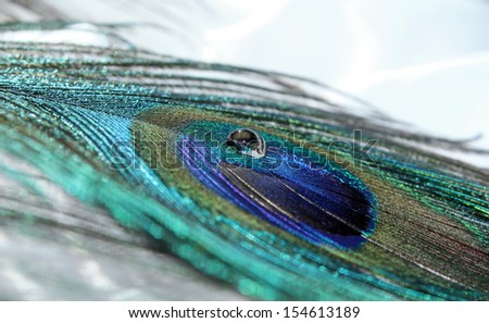 A pretty peacock feather with a single water drop