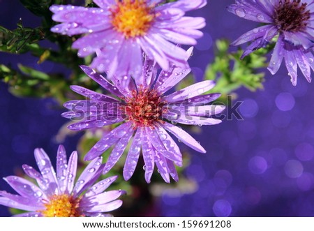 Cute purple wild flowers with a purple background