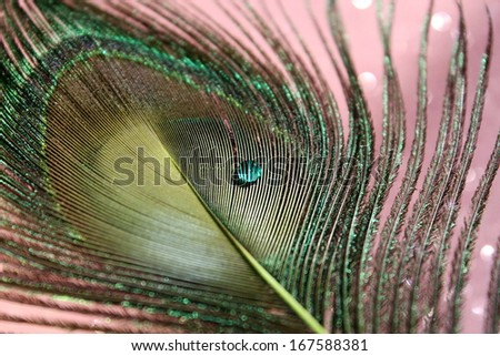 The back side of a peacock feather with a clear blue water droplet