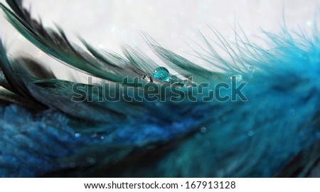 Pretty blue feathers with a sparkling water drop