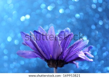 A lovely purple flower with a sparkling blue background