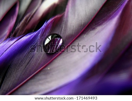 Gorgeous purple feathers with a clear droplet