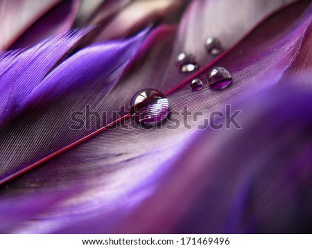 Abstract image of lovely purple feathers with water drops