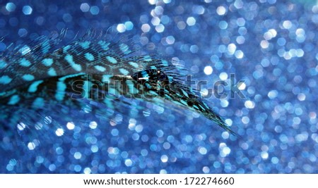 A pretty feather with a unique pattern