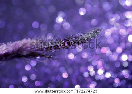 A gorgeous purple feather with a transparent water drop
