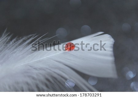 A pure white feather with a sparkling red water drop and a soft gray bokeh background,