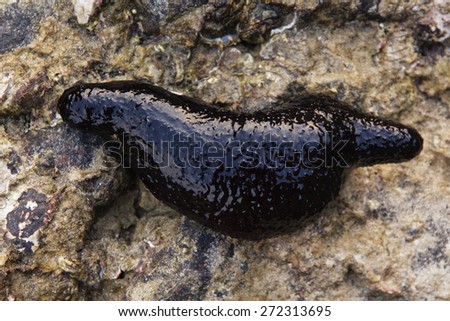 black sea cucumbers underneath a coral formation on a reef