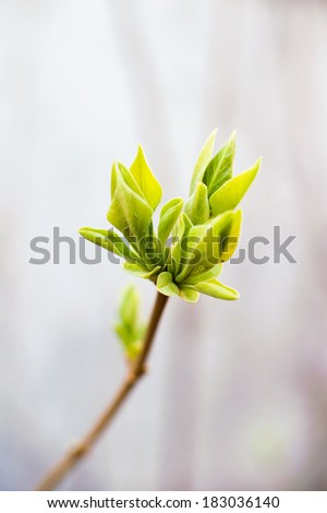 Green sprout leaves grow at gray background
