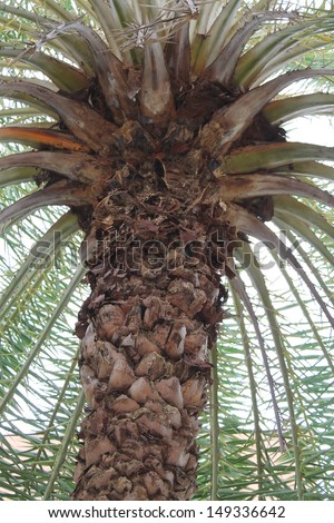 Palm leaf wallpaper.