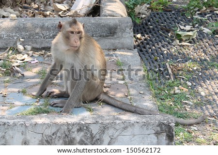 Monkey in temple of Thailand.