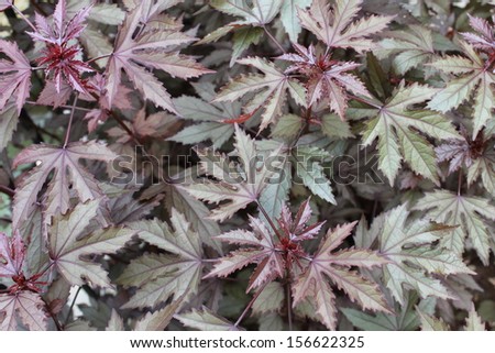 Purple heart ground cover plant background.