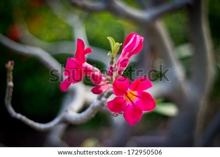 Close-up Desert rose or Ping Bignonia flower tree