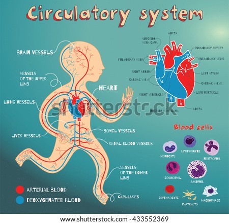 Human Circulatory System For Kids. Vector Color Cartoon Illustration