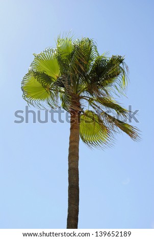 Cabbage palm Latin name Sabal palmetto