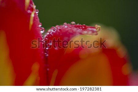 dew drops on petals of flower, spring time nature detail