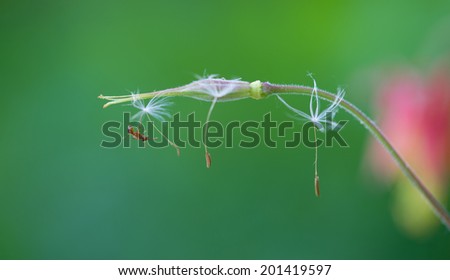 Dandelion seeds hanging on for dear life