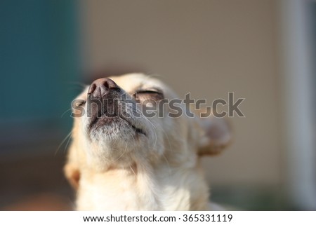 Close up of happy Chihuahua