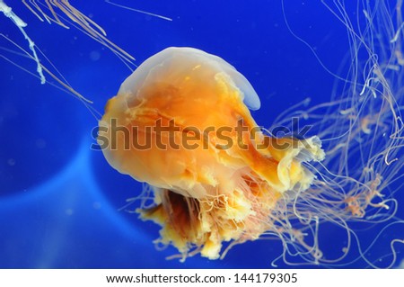 Jellyfish floating in an aquarium with a blue back lit background