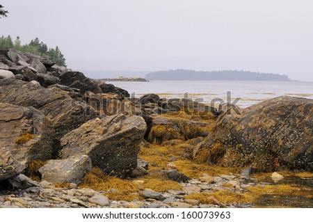 Exposed rocks and yellow kelp at low tide on Mount Desert Island Maine