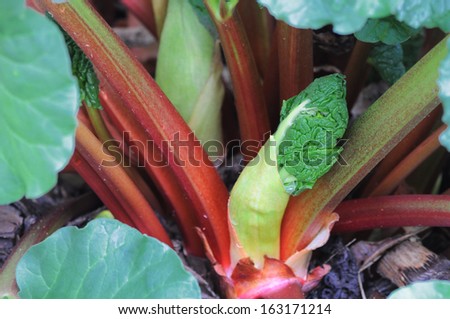 A budding flower on a rhubarb plant in the spring