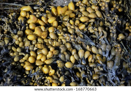A clump of bladder rockweed seaweed washed up on shore at low tide in maine