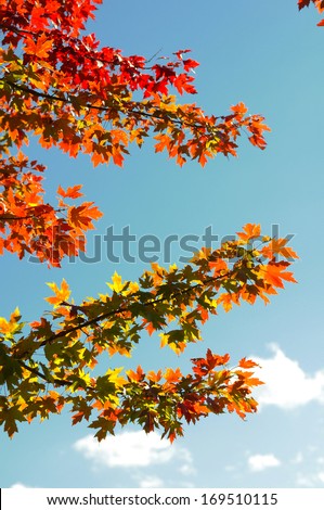Leaves on a maple tree that are changing color from green to yellow to orange to red against a blue sky on a new england fall day.