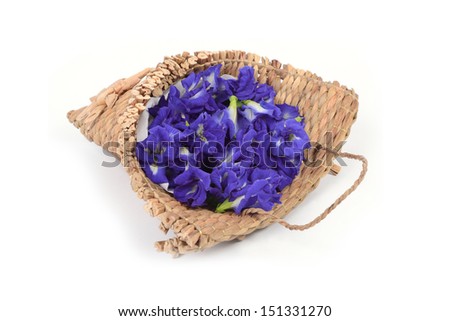 Butterfly pea in small hanging wicker basket on white background.