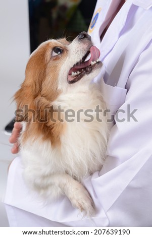 Little dog, Chihuahua, have been treated by a doctor.