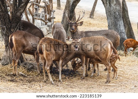 The Sika Deer. Wildlife in the region.