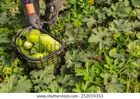 Harvesting agricultural products of farmers.Reaping the harvest winter melon.