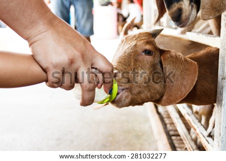 Goat eating out of the hands of children.