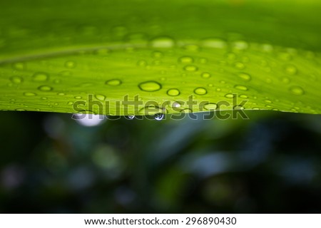 Green leaves with drops of water.After the rains, the plants look fresh.