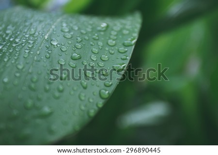 Green leaves with drops of water.After the rains, the plants look fresh.