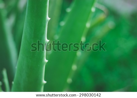 Aloe Vera (soft focus).\
Thailand\'s traditional medicinal plants.