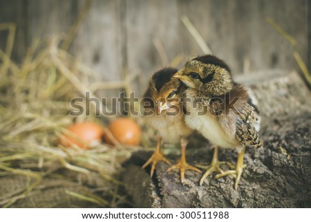 Chicks in the henhouse.Newly hatched chicks on a chicken farm.Concepts of concern and engagement.