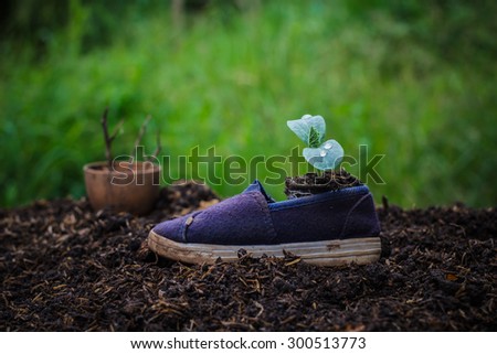 Ideas about housing needs of the tree.Seedlings germinated from shoes.concept of new life