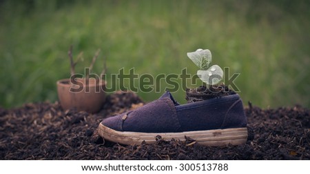 Ideas about housing needs of the tree.Seedlings germinated from shoes.concept of new life