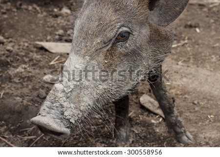 Close up of wild boars in nature.face closeup of a wild boar
