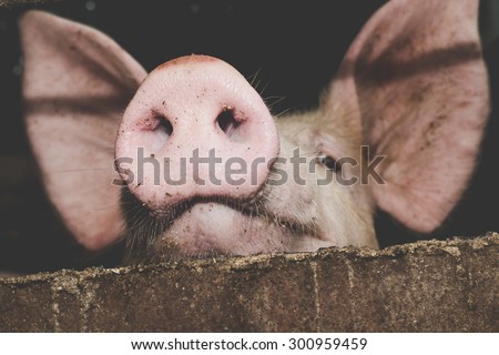Pigs on livestock farms.