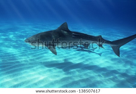 Tiger shark at Tiger Beach Bahamas with Remora