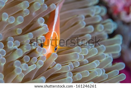 A Pink Anemone Fish peaks through the anemone