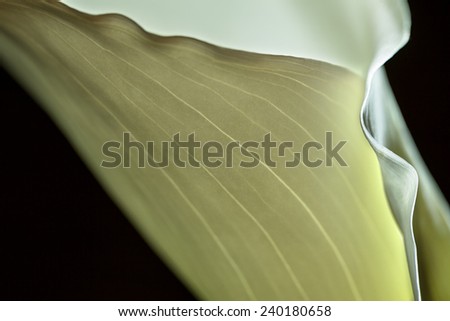 A white Calla Lily showing the vein details of the flower