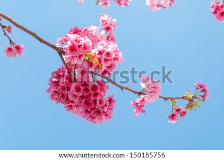 Cherry blossoms, located in the county-level city of Dali, Yunnan Province, China. Dali is now a major tourist destination, along with Lijiang, for both domestic and international tourists.