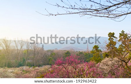 Park in early spring at dusk. Located in Zijin Mountain Scenic Area, Nanjing City, Jiangsu Province, China.