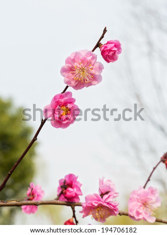Plum blossoms in early spring. Located in Zijin Mountain Scenic Area, Nanjing City, Jiangsu Province, China.