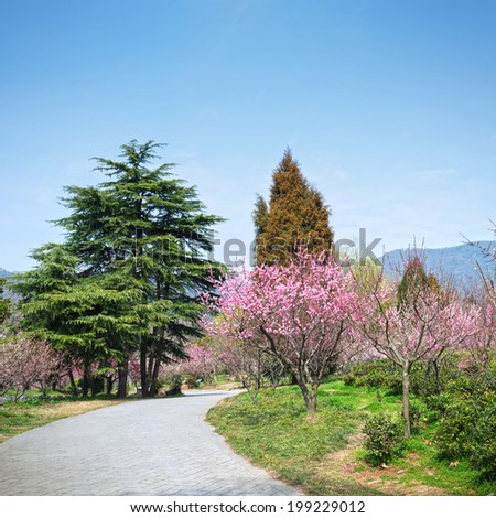 Park in early spring. Located in Zijin Mountain Scenic Area, Nanjing City, Jiangsu Province, China.