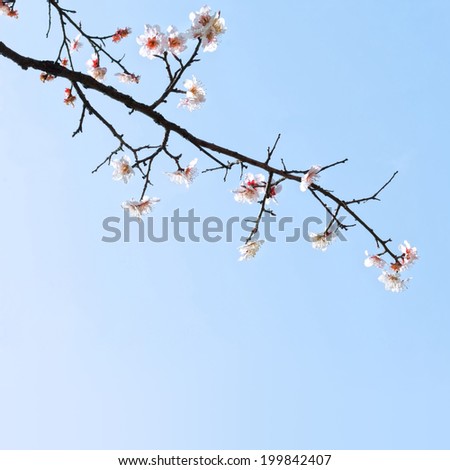 Plum blossoms in early spring. Located in Zijin Mountain Scenic Area, Nanjing City, Jiangsu Province, China.